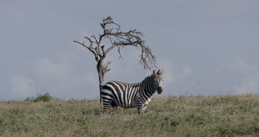 The Battle For Laikipia_Premio ASJA per il miglior documentario