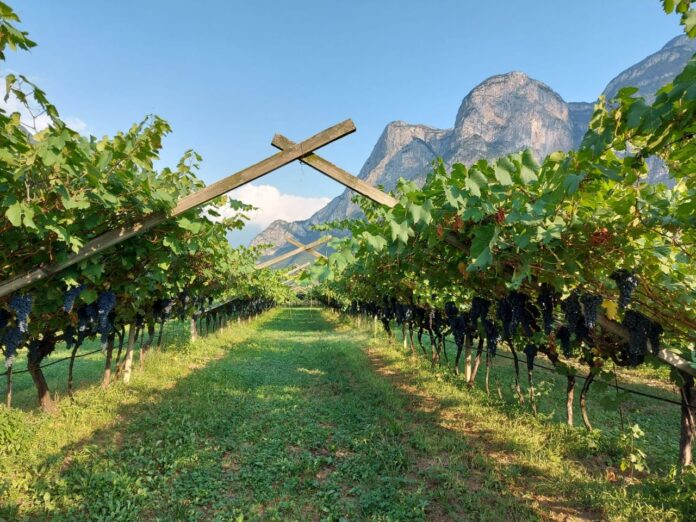 Cavit, Teroldego Piana Rotaliana
